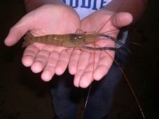 Calala&#39;s freshwater prawn